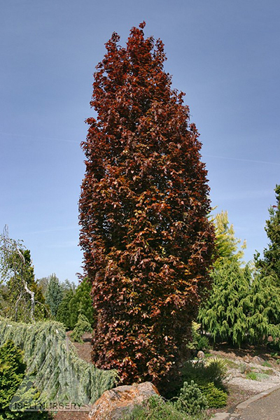 FAGUS SYL RED OBELISK