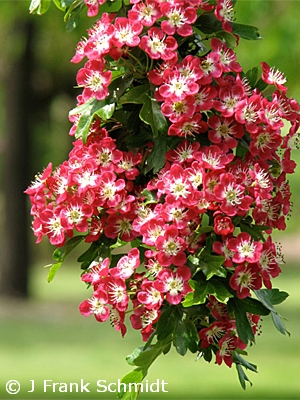 CRATAEGUS LAE CRIMSON CLOUD