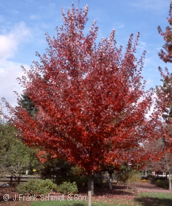 ACER RUB SOMERSET