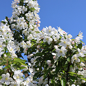 MALUS ADIRONDACK