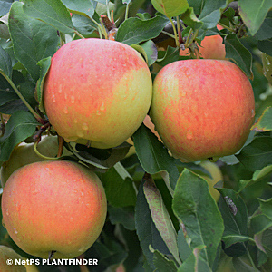 MALUS GALA