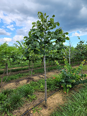 CERCIS CAN APPALACHIAN RED