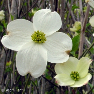Cornus florida - White flowering Dogwood - Pennsyvania native tree