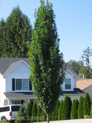 QUERCUS PAL GREEN PILLAR