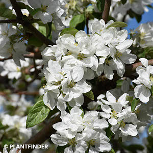 MALUS NORLAND