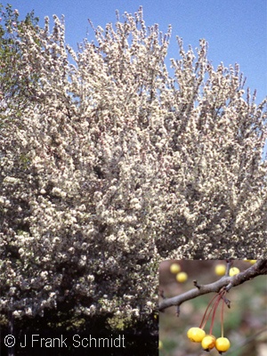 MALUS HARVEST GOLD