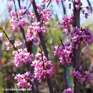 CERCIS CAN ALLEY CAT