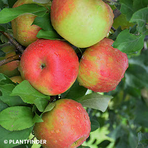 Cortland Apple 6 ft tree (Large) – East Hill Tree Farm