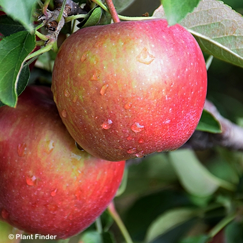 MALUS RED DELICIOUS
