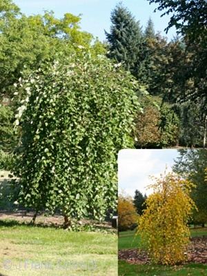 BETULA NIG SUMMER CASCADE