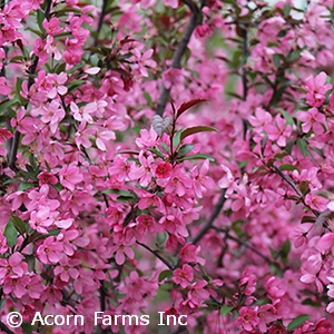 MALUS PRAIRIFIRE