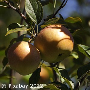 MALUS RED FUJI