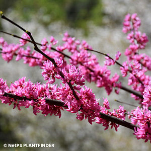 CERCIS CAN TENNESSEE PINK