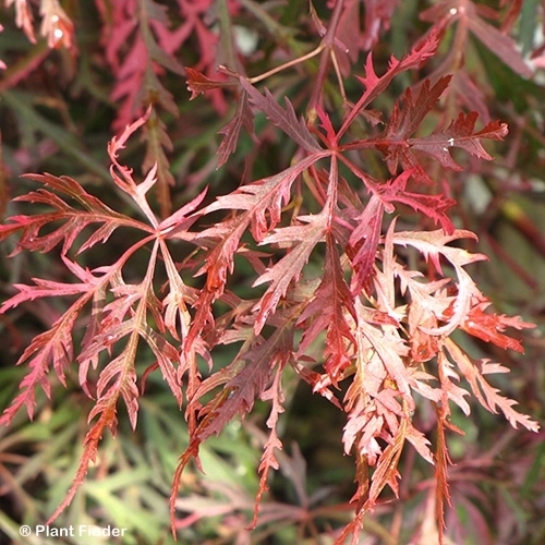 ACER PAL DIS HANA MATOI