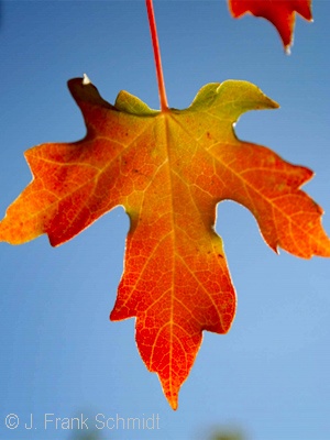 ACER GRANDIDENTATUM