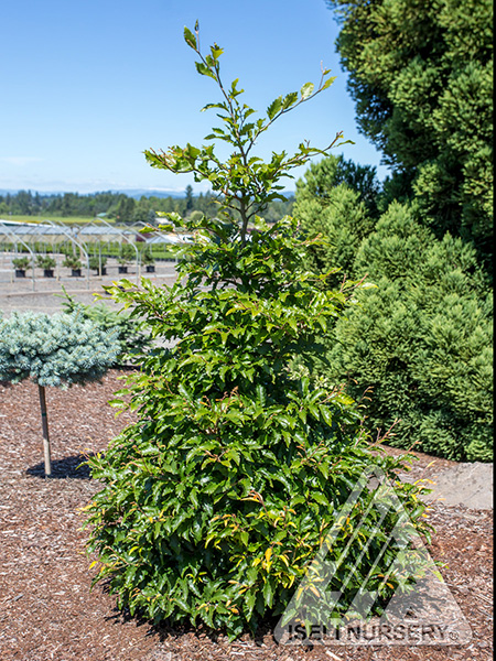 FAGUS SYL SANDRODE