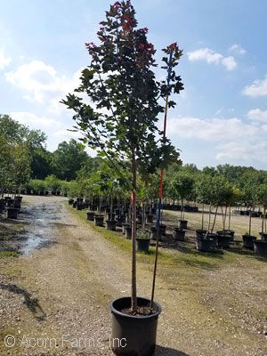 ACER TRU CRIMSON SUNSET