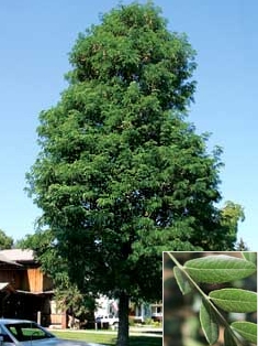 GLEDITSIA TRI STREET KEEPER