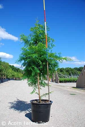 METASEQUOIA GLY JADE PRINCE