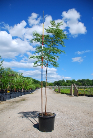 GYMNOCLADUS DIO DECAF