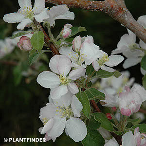 MALUS PINK LADY