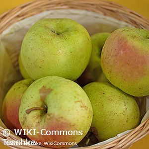 MALUS WINTER BANANA