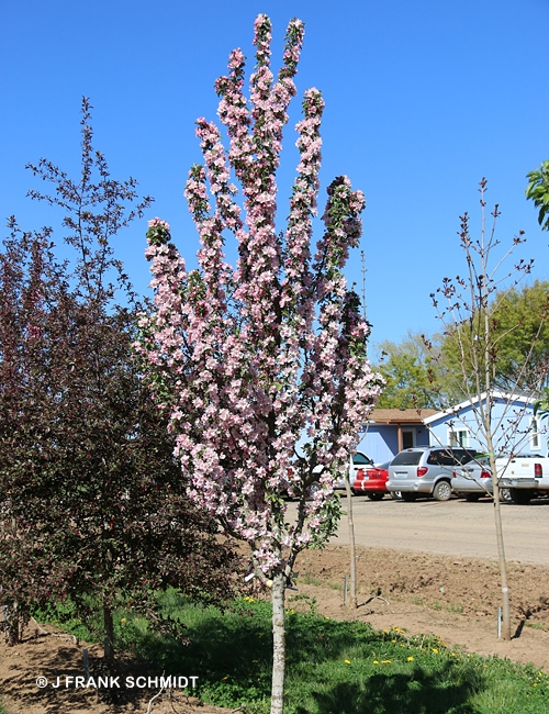 MALUS CORAL SPEAR