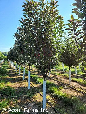 MALUS EMERALD SPIRE