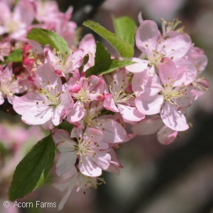 MALUS SARGENTII CANDYMINT