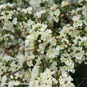 MALUS SARGENTII TINA