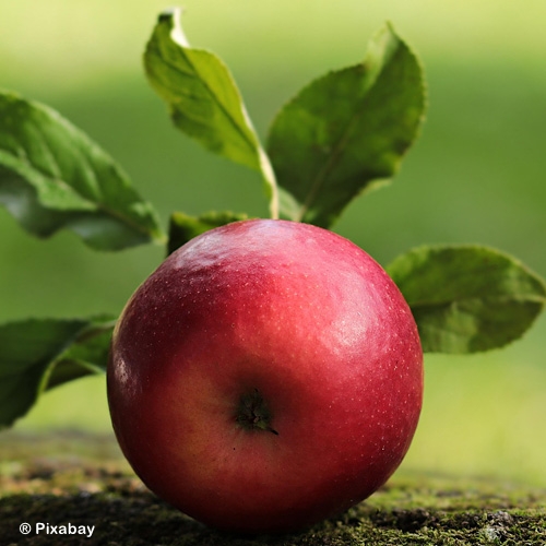 MALUS ROYAL RED HONEYCRISP