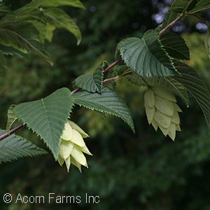 OSTRYA VIR AUTUMN TREASURE