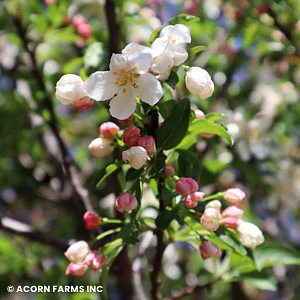 MALUS SPARKLING SPRITE