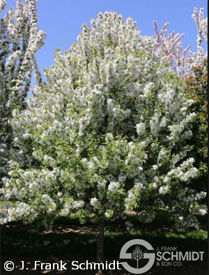 MALUS SNOW CRYSTAL