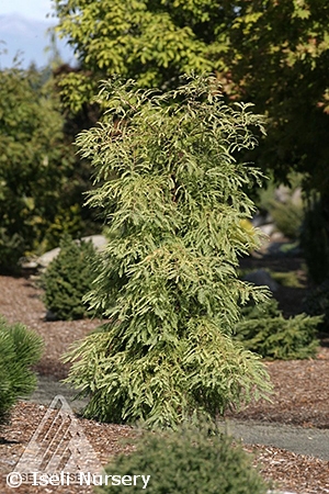 METASEQUOIA GLY MISS GRACE