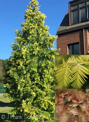 METASEQUOIA GLY GOLD RUSH