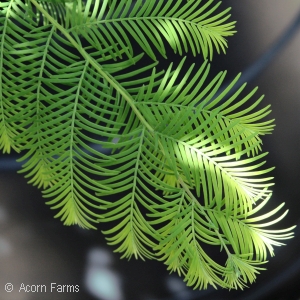 METASEQUOIA GLYPTOSTROBOIDES