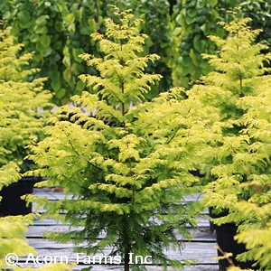 METASEQUOIA GLY AMBER GLOW