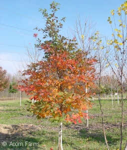 Blackgum - Nyssa sylvatica - Pennsyvania native tree