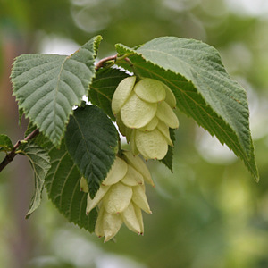 American Hophornbeam - Ostrya virginiana - Pennsylvania native tree