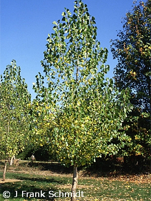 POPULUS DEL SIOUXLAND