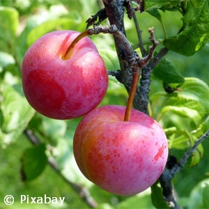 PRUNUS TOKA