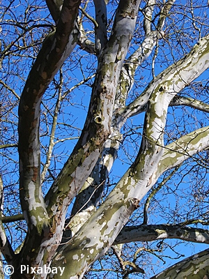 PLATANUS OCCIDENTALIS