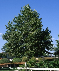 PLATANUS ACE BLOODGOOD