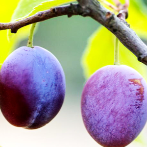 Plums