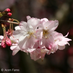 PRUNUS SUB AUTUMNALIS ROSEA