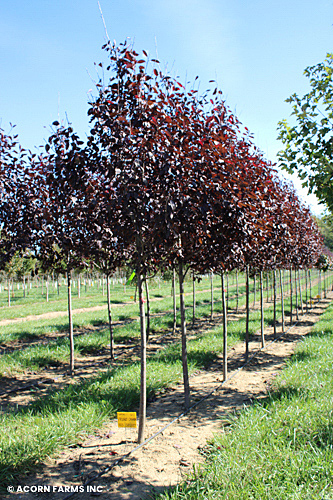 PRUNUS CANADA RED SELECT