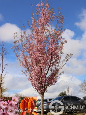 PRUNUS FIRST BLUSH