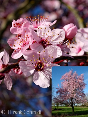 PRUNUS CER THUNDERCLOUD