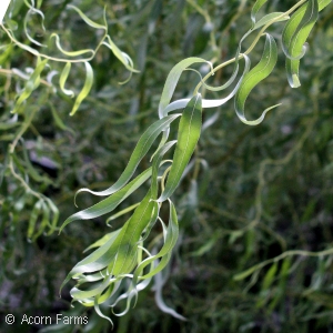 SALIX MAT GOLDEN CURLS